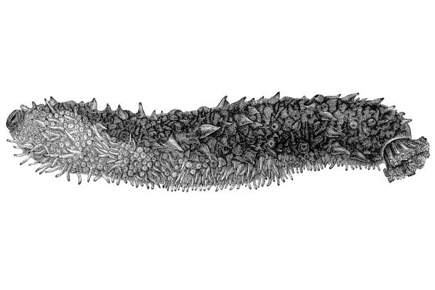 Holothuria tubulosa, the cotton-spinner or tubular sea cucumber Illustration of a Holothuria tubulosa, the cotton-spinner or tubular sea cucumber holothuria stock illustrations