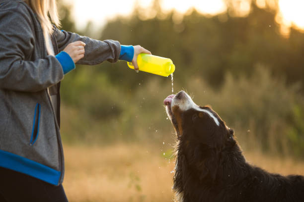 istock Side view a t bernese mountain dog drink water 1143695093
