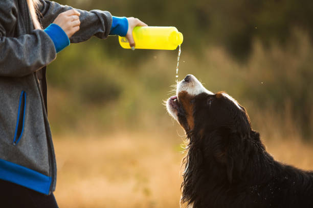 istock Side view a t bernese mountain dog drink water 1143695096