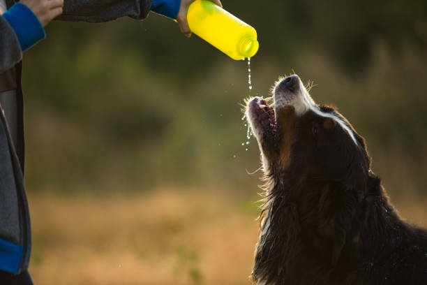 istock Side view a t bernese mountain dog drink water 1143695097