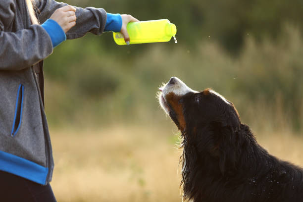 istock Side view a t bernese mountain dog drink water 1143695099