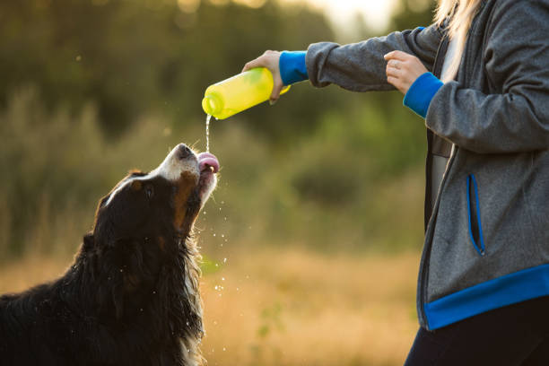 istock Side view a t bernese mountain dog drink water 1143695101