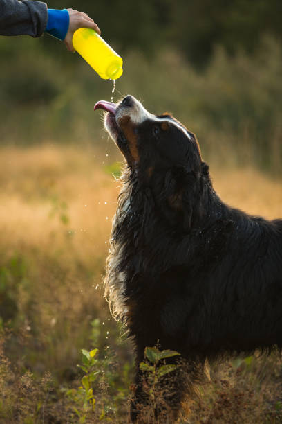 istock Side view a t bernese mountain dog drink water 1143695107