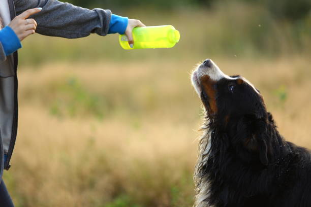 istock Side view a t bernese mountain dog drink water 1143695109