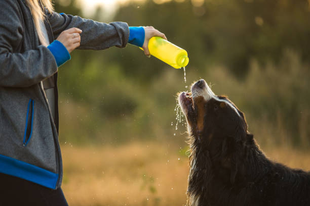 istock Side view a t bernese mountain dog drink water 1143695111