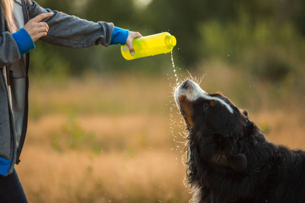 istock Side view a t bernese mountain dog drink water 1143695118