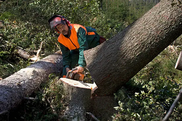 Forestry worker - lumberjack with chainsaw felling tree