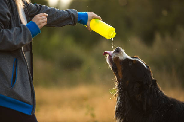 istock Side view a t bernese mountain dog drink water 1143695167