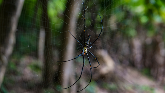 Large tropical spider on a web