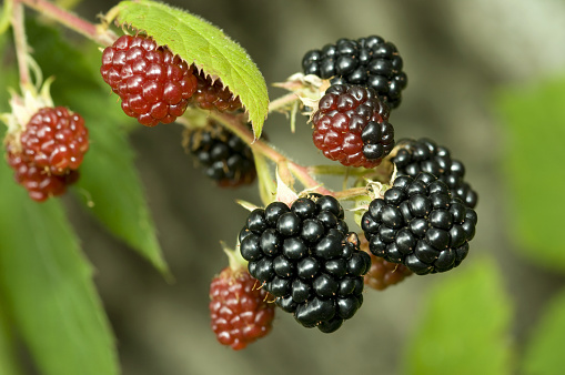 Blackberries bunch on a bush, closeup