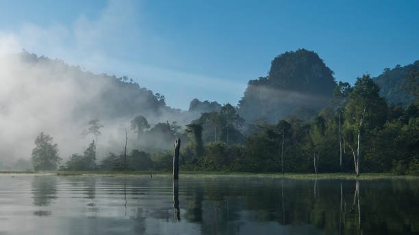 istock Magical rainforest covered with fog 1143697314
