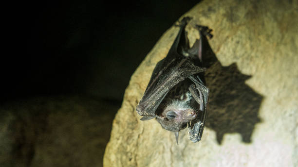 istock Life in the cave. Bat close up 1143698112