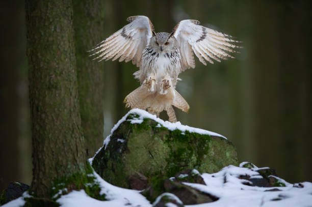 istock Landing western siberian eagle owl on snowy rock 1143698245