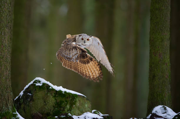 istock Flying western siberian eagle owl in the forest with beautiful wing composition 1143698260