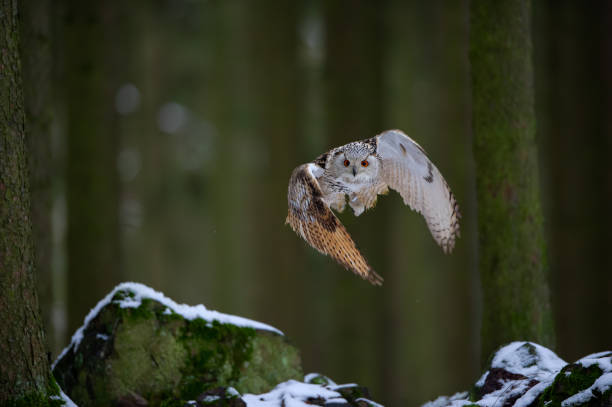 istock Departure western siberian eagle owl in the forest 1143698265