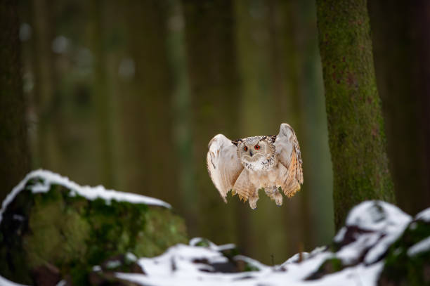 istock Flying western siberian eagle owl in the forest from the front 1143698271