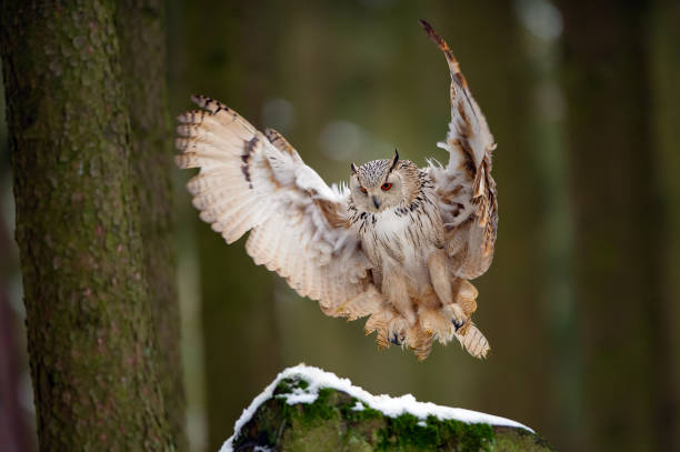istock Landing western siberian eagle owl on snowy rock 1143698283