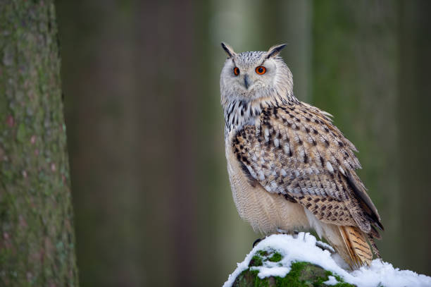 istock Western siberian eagle owl sitting on snowy rock 1143698315
