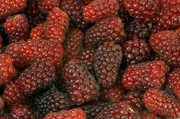 istock Blackberry - Tayberry 114369905