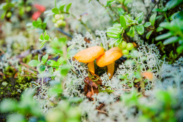 istock chanterelles in white moss and green grass 1143699461