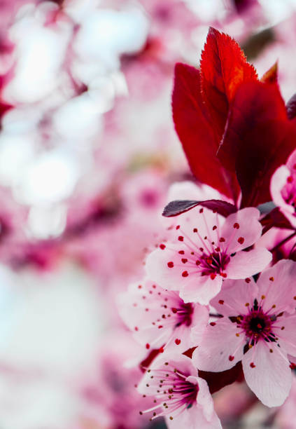 istock Pink petal flowers, cherry tree blossom. Springtime in Japan. 1143701024