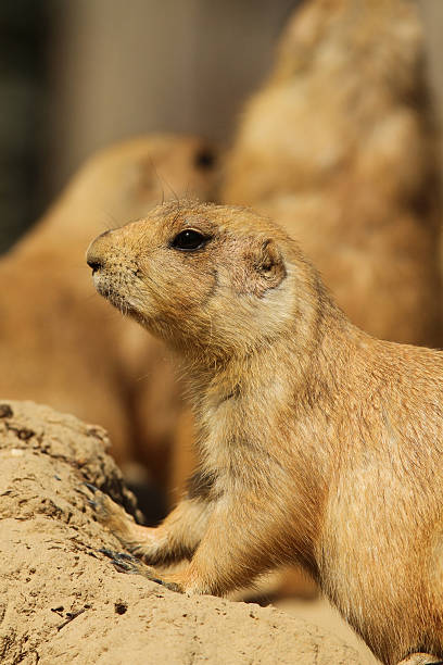 istock Cute little prairie dog 114370138