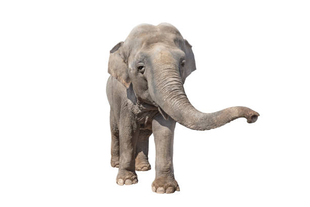 elephant isolated on white elephant isolated on white background animal trunk photos stock pictures, royalty-free photos & images