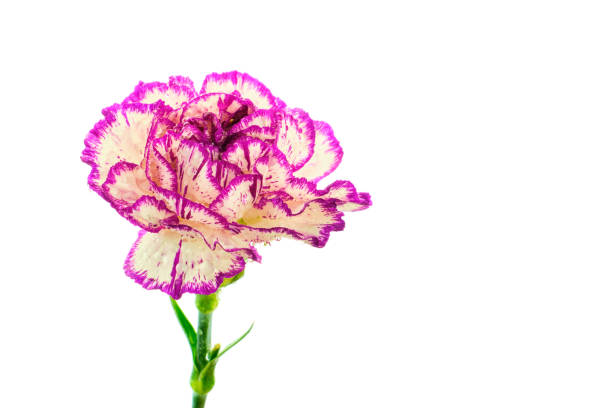 istock Beautiful multicolored purple and white carnation flower covered by drops isolated on white background 1143702203