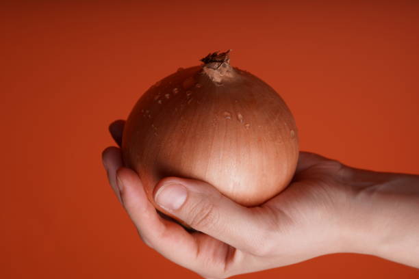 istock Person demonstrating raw bulb of onion 1143703041