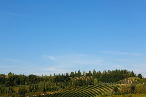istock Beautiful field with vineyard 1143703051