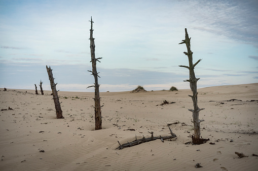 Dry, dead landscape. Bare tree trunks standing in the sand dunes