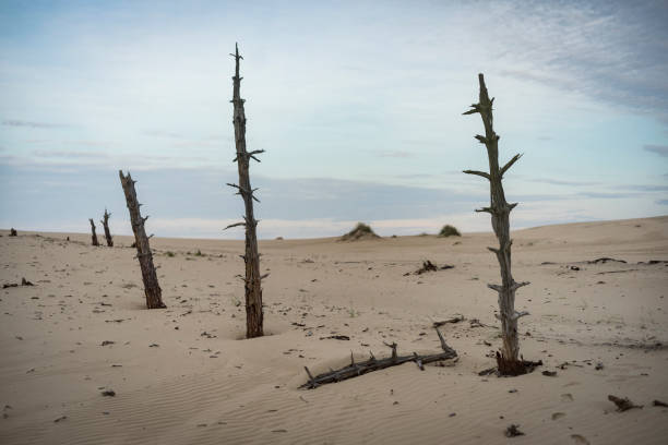 Empty beach with bare trees Dry, dead landscape. Bare tree trunks standing in the sand dunes bare tree photos stock pictures, royalty-free photos & images