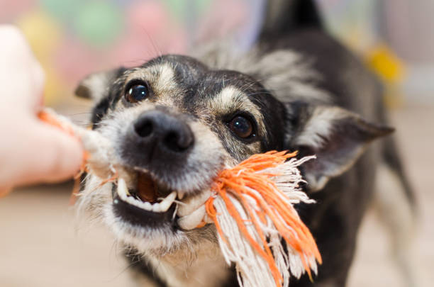 istock cute dog growls and gnaws the rope 1143703655