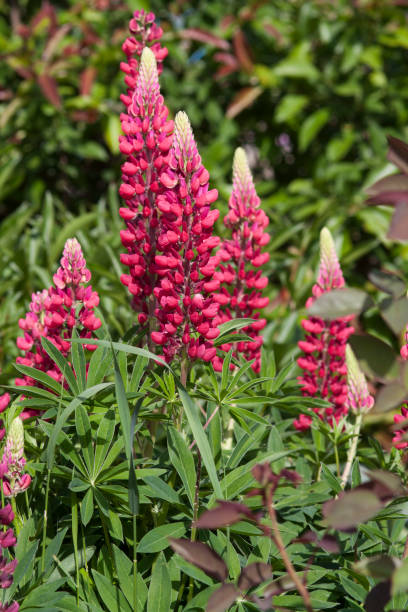 istock the beautiful flowers 1143703942