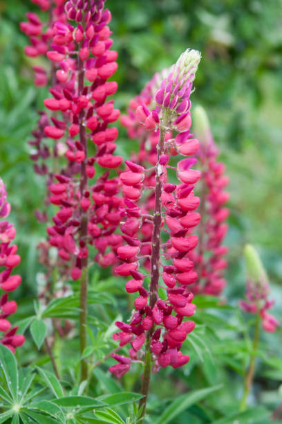 istock the beautiful flowers 1143704029