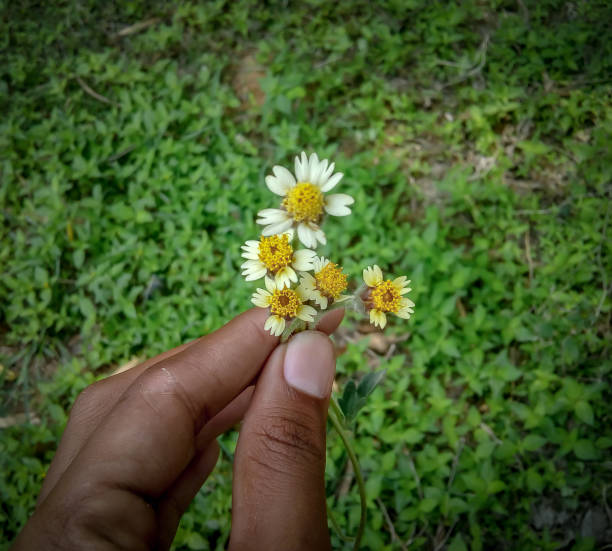 This is a picture of little yellow flowers found almost everywhere in India in the spring season