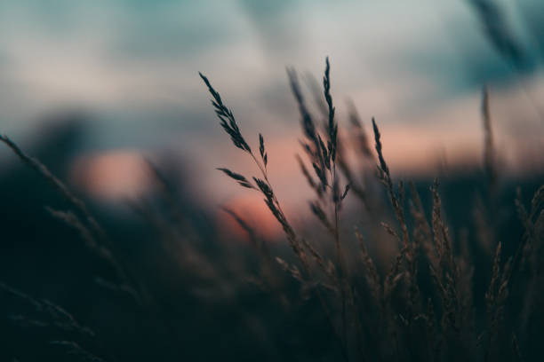istock Majestic sunrise above meadow. Grass closeups 1143707295