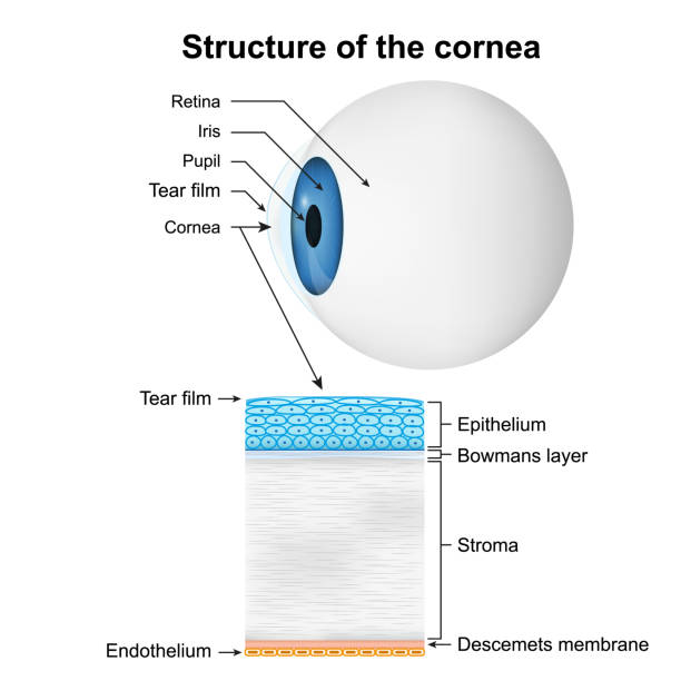 structure of the cornea medical vector illustration on white background structure of the cornea medical vector illustration on white background eps 10 endothelial stock illustrations