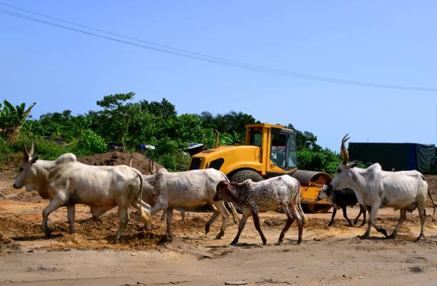 equipamento longo do gado e da estrada do chifre-mowo, estado de lagos, nigéria - long horn - fotografias e filmes do acervo