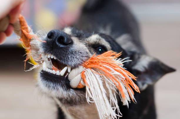 istock cute dog growls and gnaws the rope 1143708527