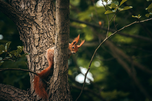 Squirrel on a tree. Close up