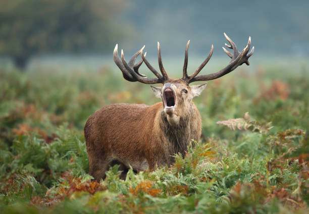 istock Red deer stag calling during rutting season in autumn 1143710628