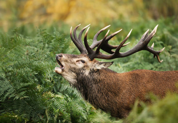 istock Red deer stag calling during rutting season in autumn 1143710637