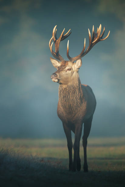 istock Red deer stag on a misty autumn morning 1143710690