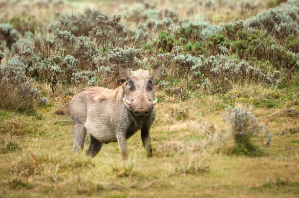 Victoria Falls, Matabeleland North, Zimbabwe: a solitary Southern Warthog (Phacochoerus africanus sundevallii) standing on a sunlit, grassy slope. The wild pig is facing the camera, displaying its characteristic facial warts and curved tusks. The animal casts a shadow on the green lawn, which is scattered with fallen leaves. In the background, the blurred trunks of large trees are visible at the top of the incline.