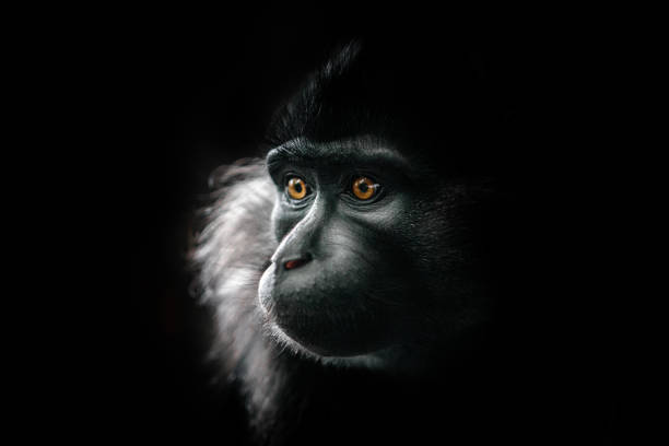 istock A black crested mangabey at the zoo. 1143710836