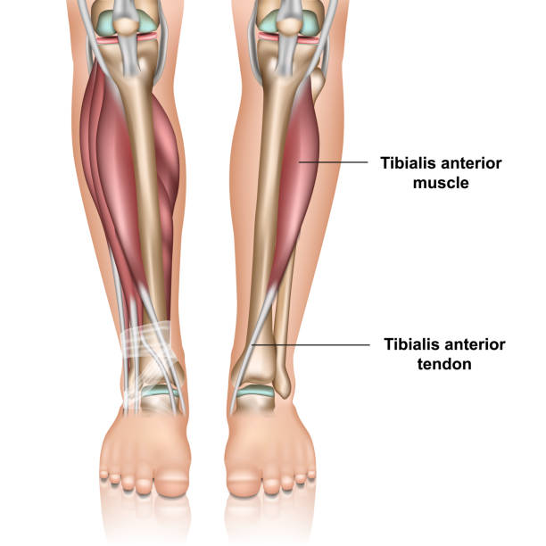 tibialis передней мышцы 3d медицинский вектор иллюстрации на белом фоне - tibia stock illustrations