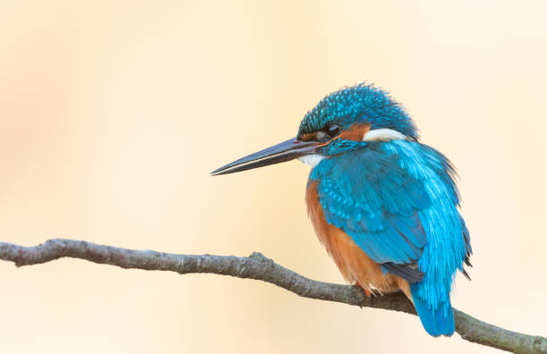 istock Beautiful male common kingfisher 1143710953