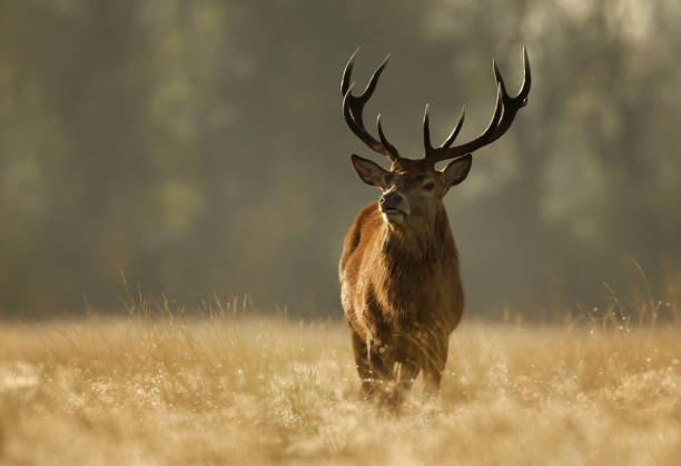istock Red Deer standing in a grass at sunrise 1143711053