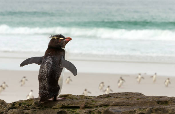 istock Southern rockhopper penguin standing on a rock 1143711493
